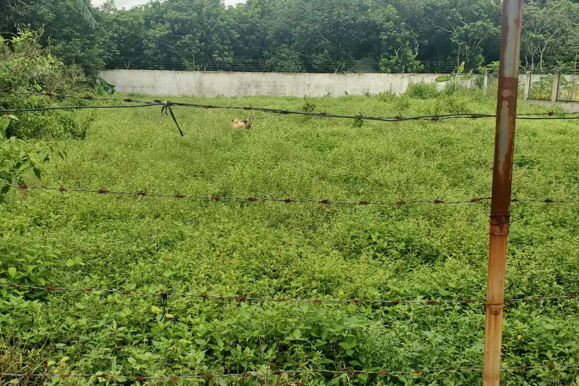 Land for Sale in Dayap, Calauan, Laguna – photo 5