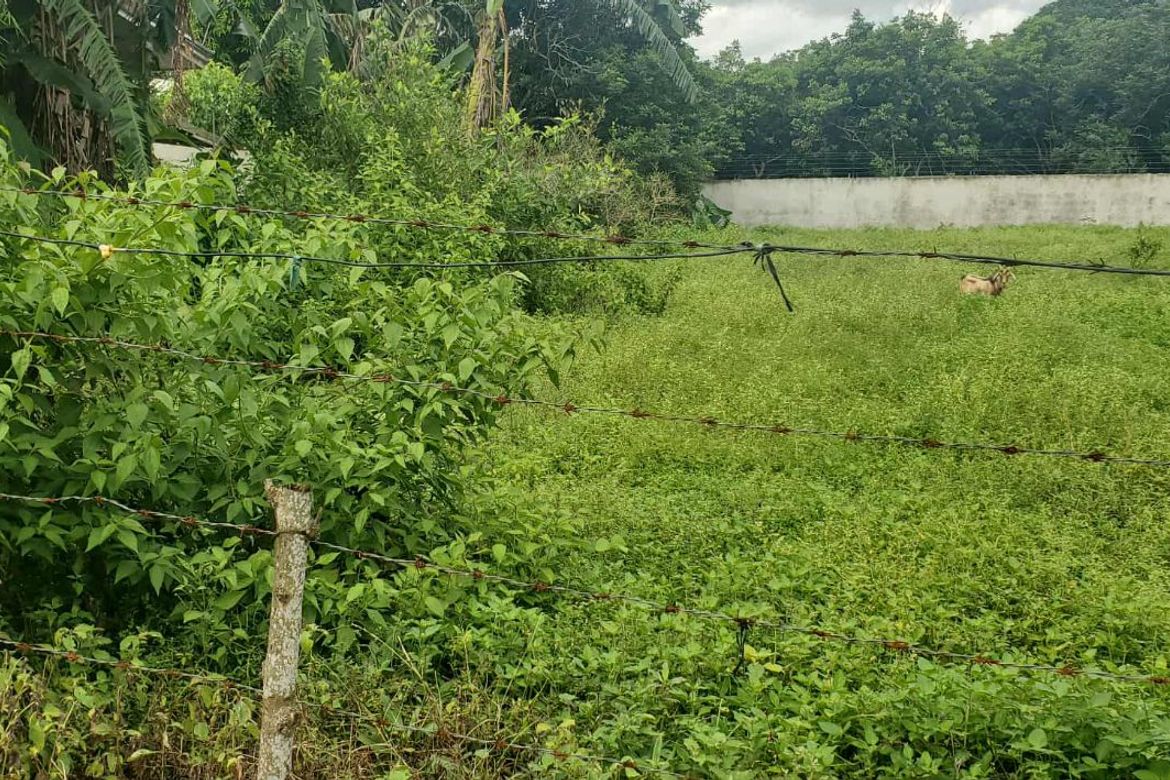 Land for Sale in Dayap, Calauan, Laguna – photo 7