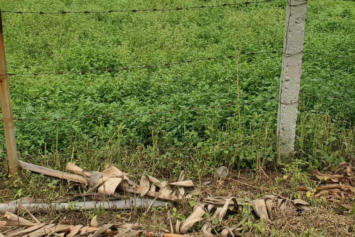 Land for Sale in Dayap, Calauan, Laguna – photo 8