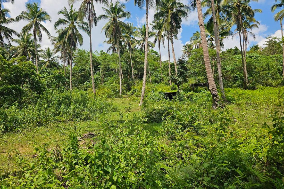 Land for Sale in Del Carmen Sur, Balilihan, Bohol – photo 3