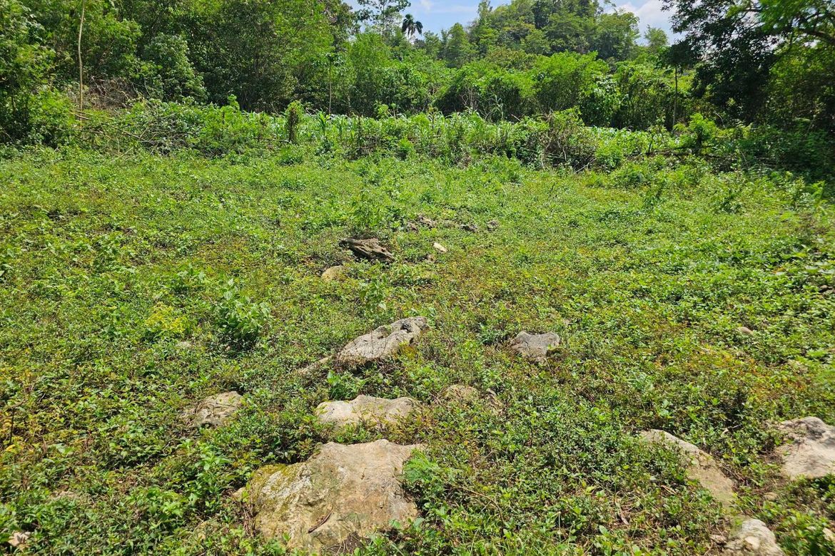 Land for Sale in Del Carmen Sur, Balilihan, Bohol – photo 2