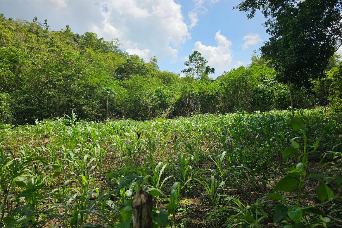 Land for Sale in Del Carmen Sur, Balilihan, Bohol – photo 5