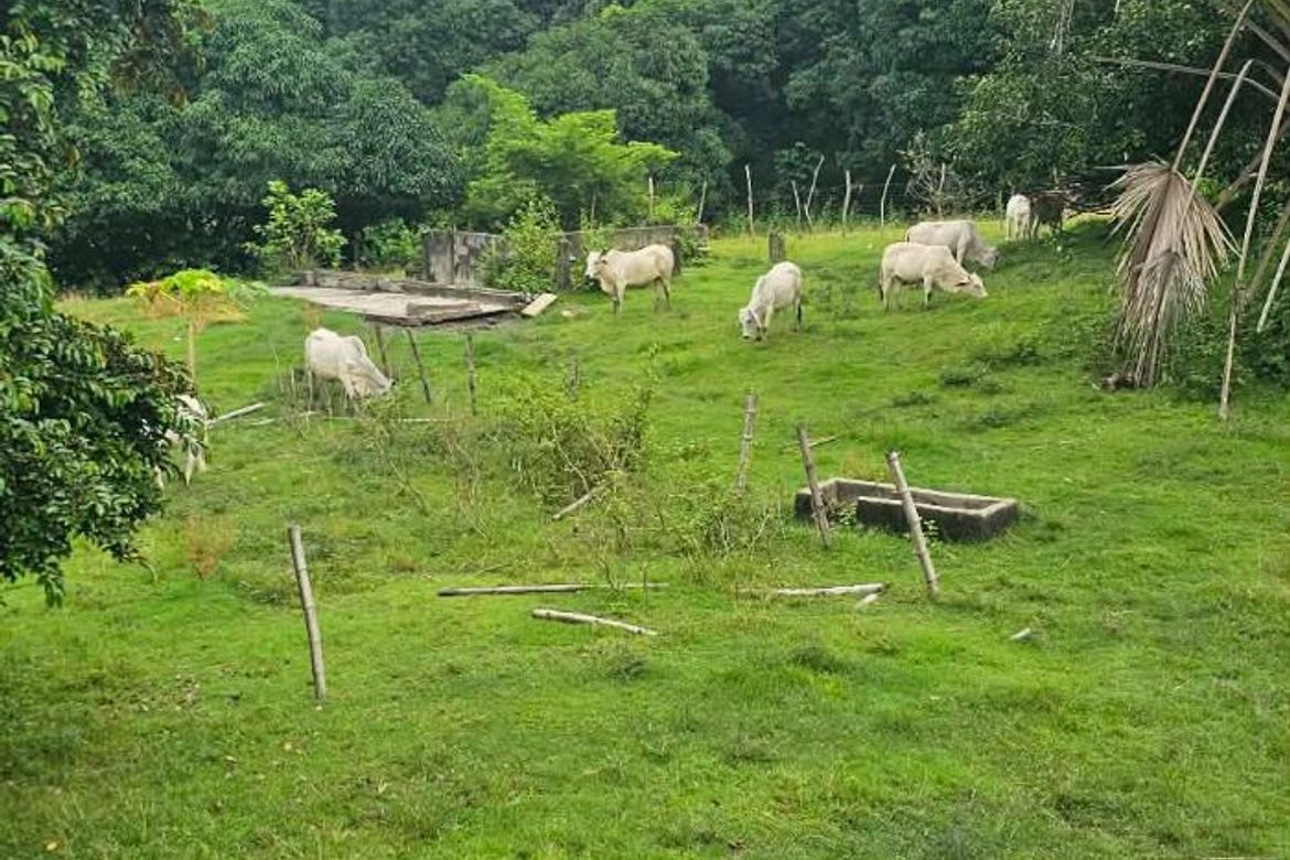 Land for Sale in District VII, Cuyapo, Nueva Ecija