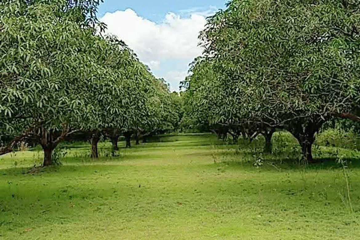 Land for Sale in District VII, Cuyapo, Nueva Ecija – photo 4