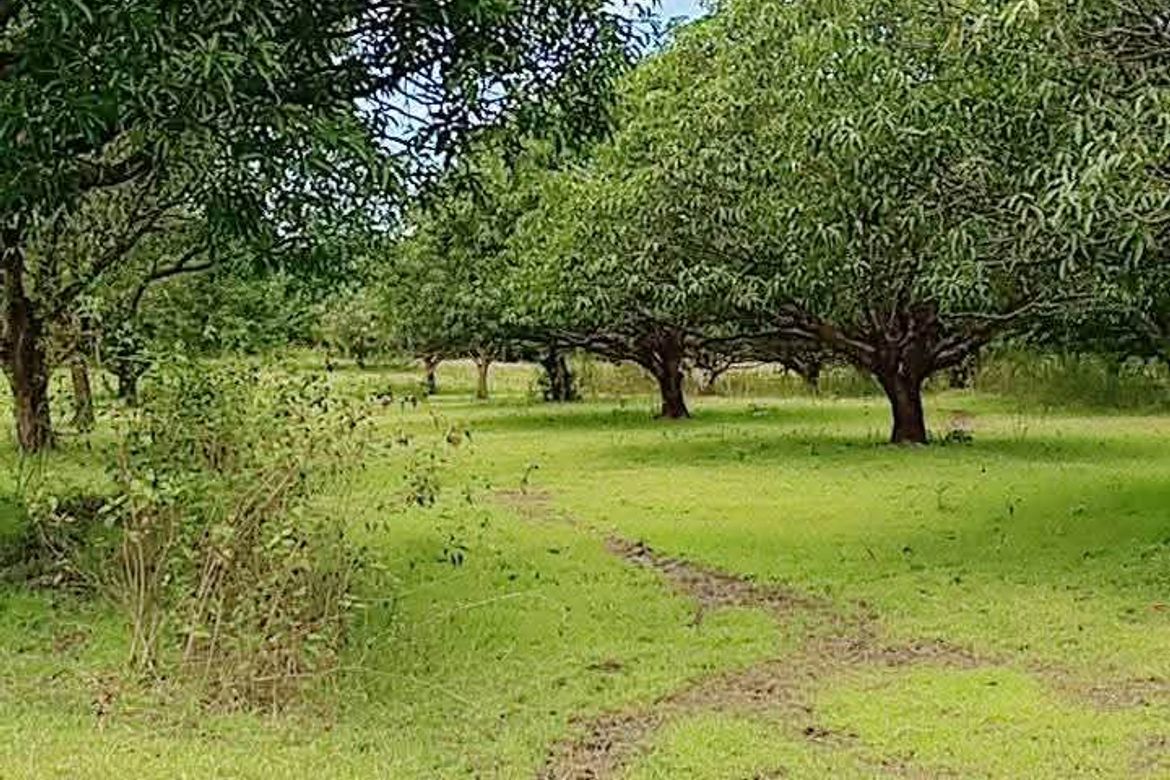 Land for Sale in District VII, Cuyapo, Nueva Ecija – photo 5