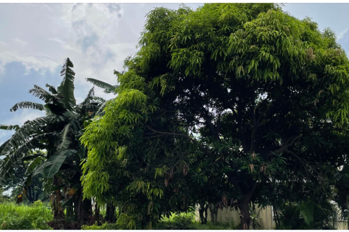 Land for Sale in Don Jose, Santa Rosa, Laguna – photo 2