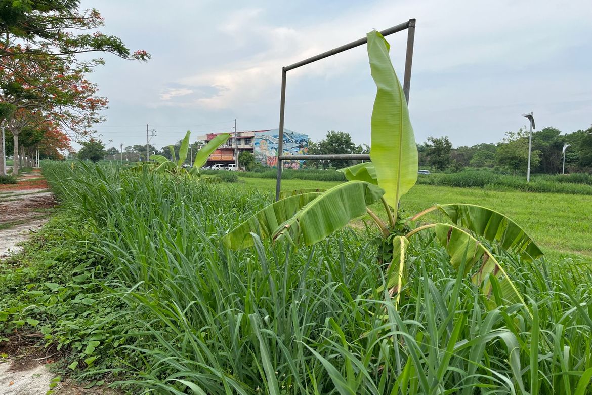 Land for Sale in Don Jose, Santa Rosa, Laguna – photo 4