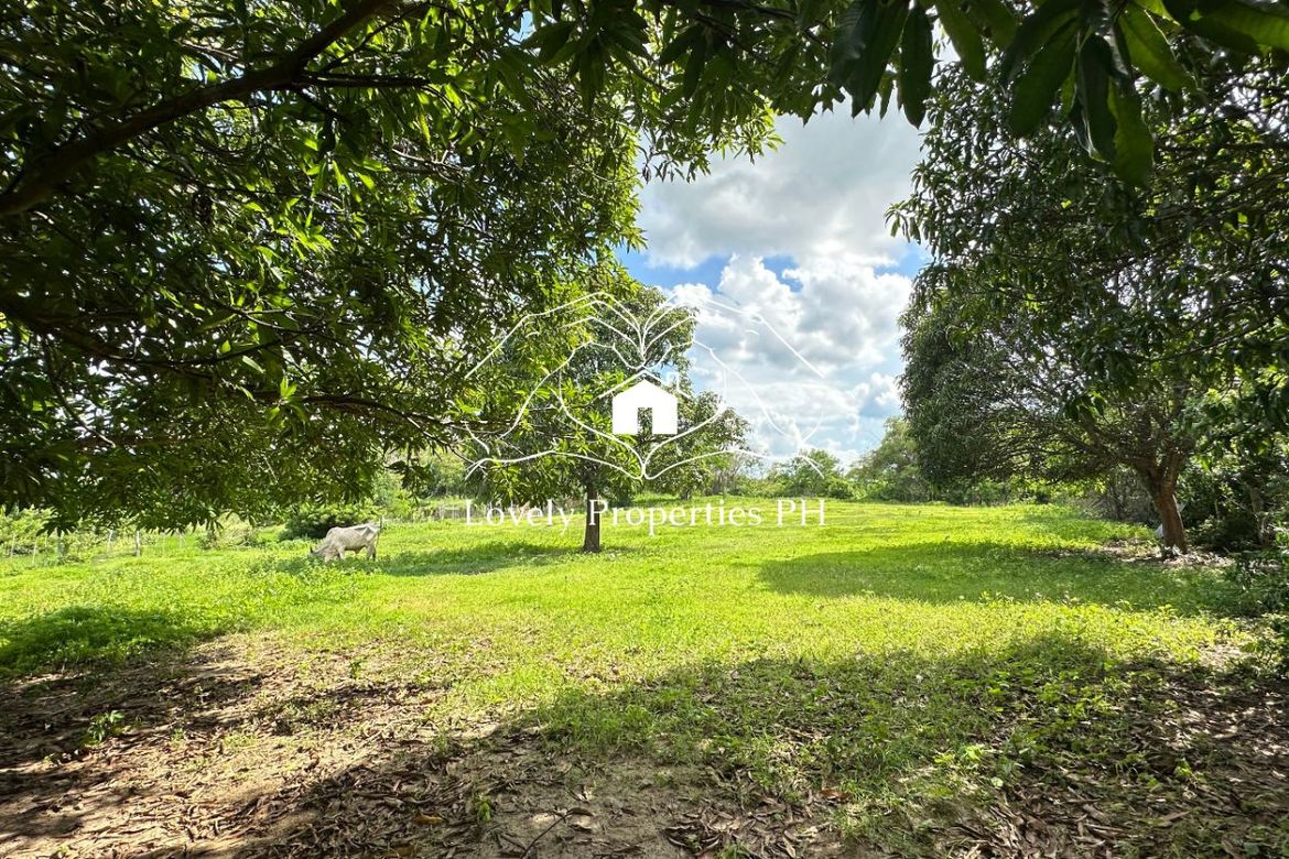 Land for Sale in Dusoc, Bayambang, Pangasinan – photo 4