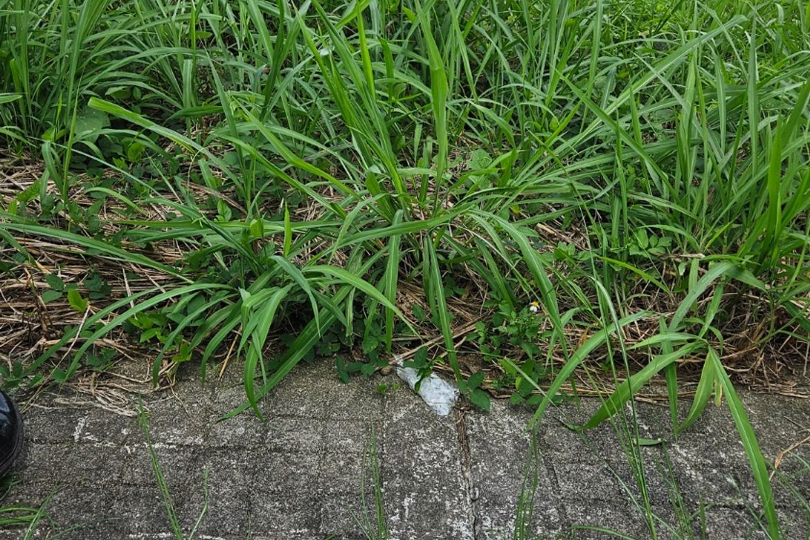 Land for Sale in Eastland Heights, Bagong Nayon, Antipolo, Rizal – photo 3