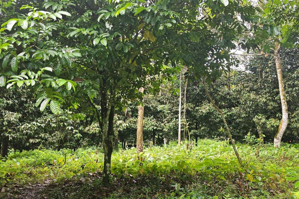 Land for Sale in Eden, Davao City, Davao del Sur – photo 2