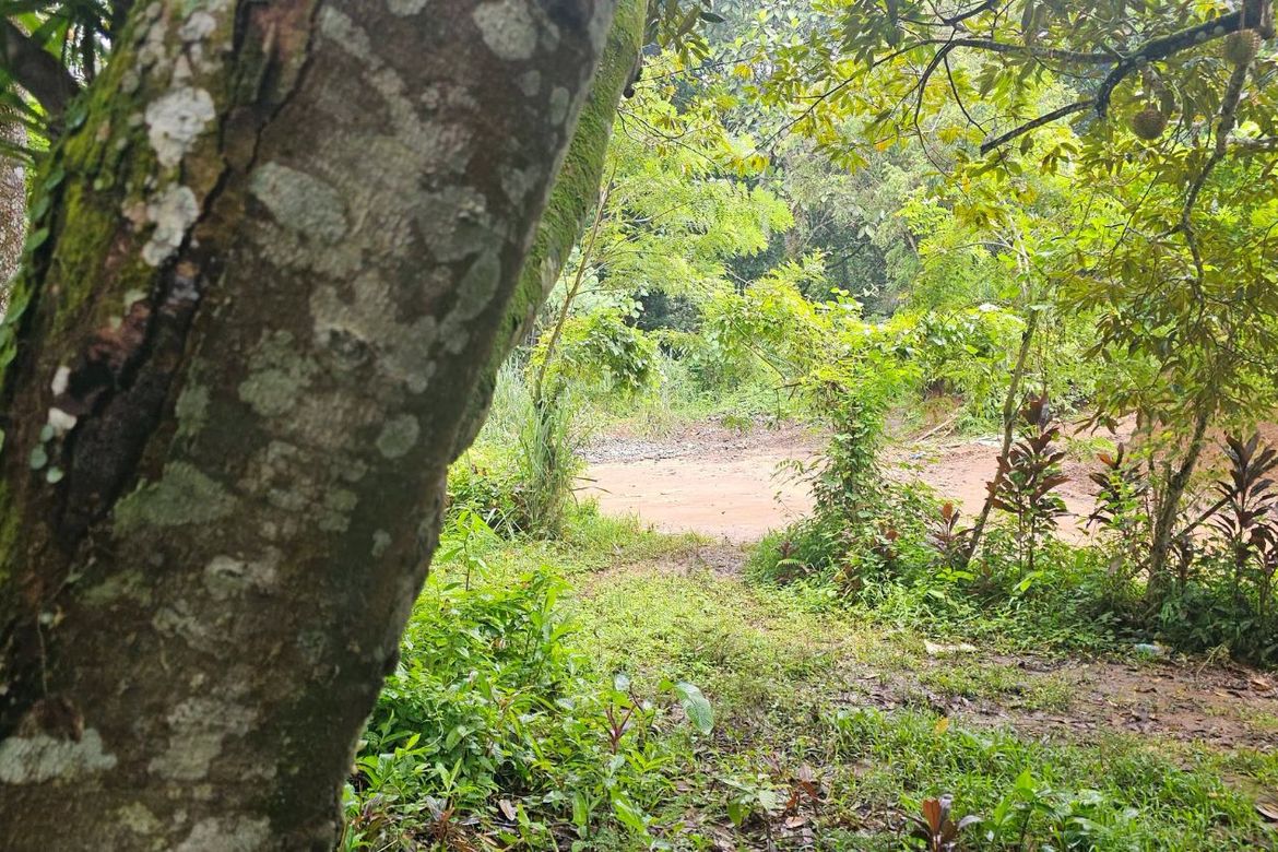 Land for Sale in Eden, Davao City, Davao del Sur – photo 8