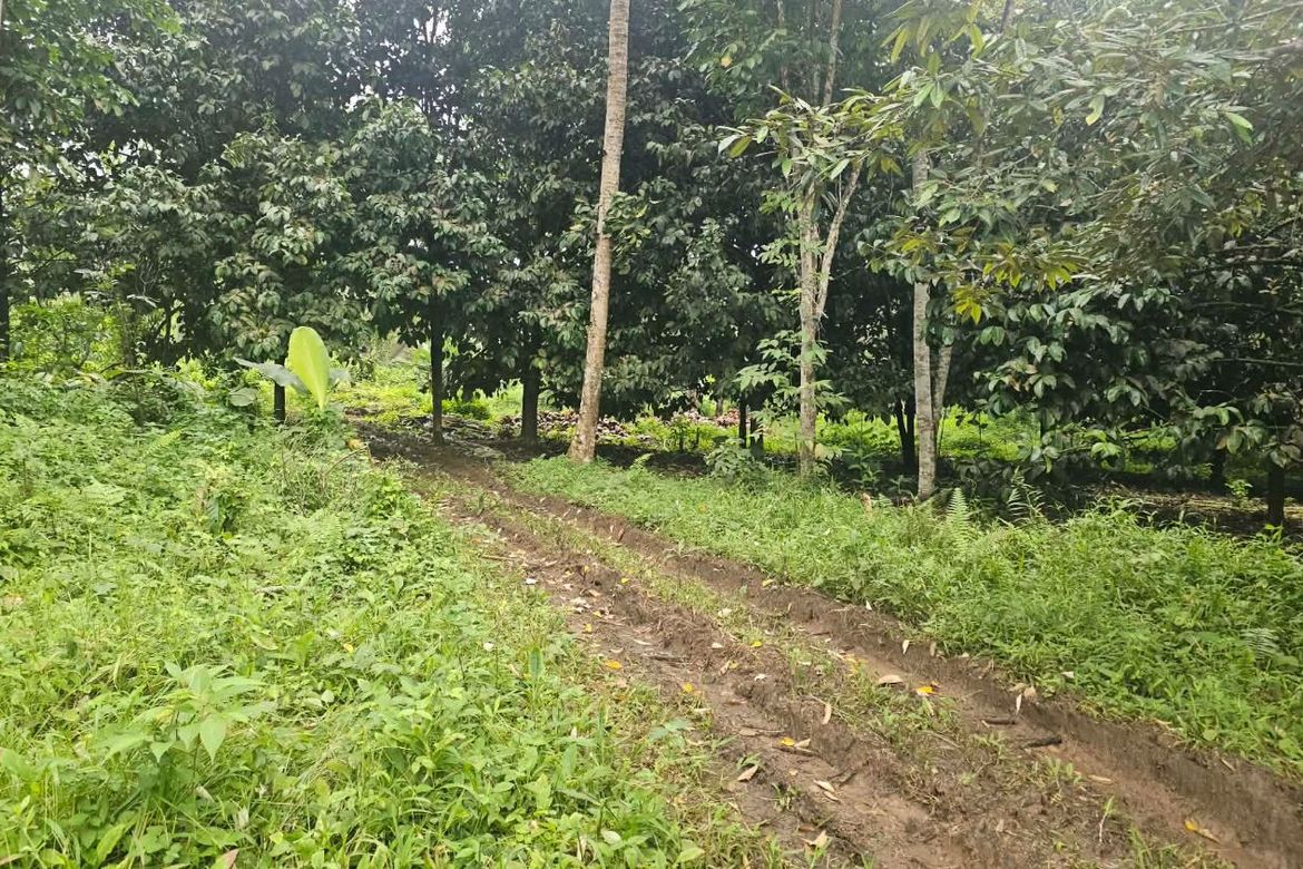 Land for Sale in Eden, Davao City, Davao del Sur – photo 3