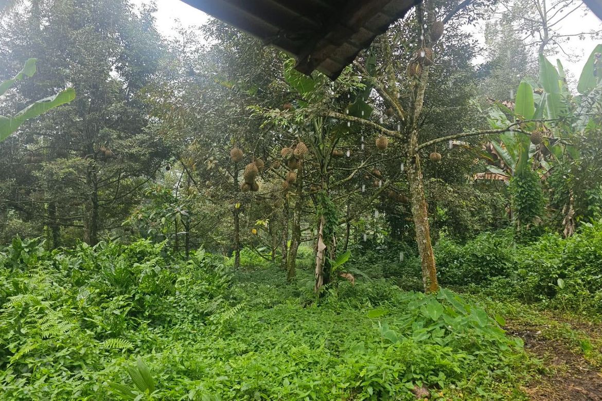 Land for Sale in Eden, Davao City, Davao del Sur – photo 6