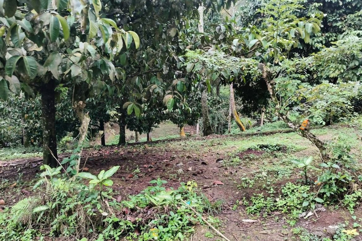 Land for Sale in Eden, Davao City, Davao del Sur