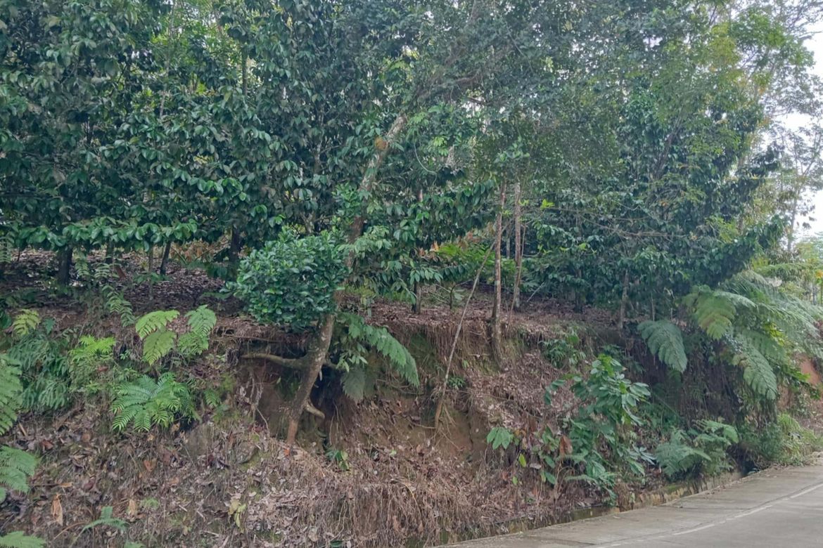 Land for Sale in Eden, Davao City, Davao del Sur – photo 3