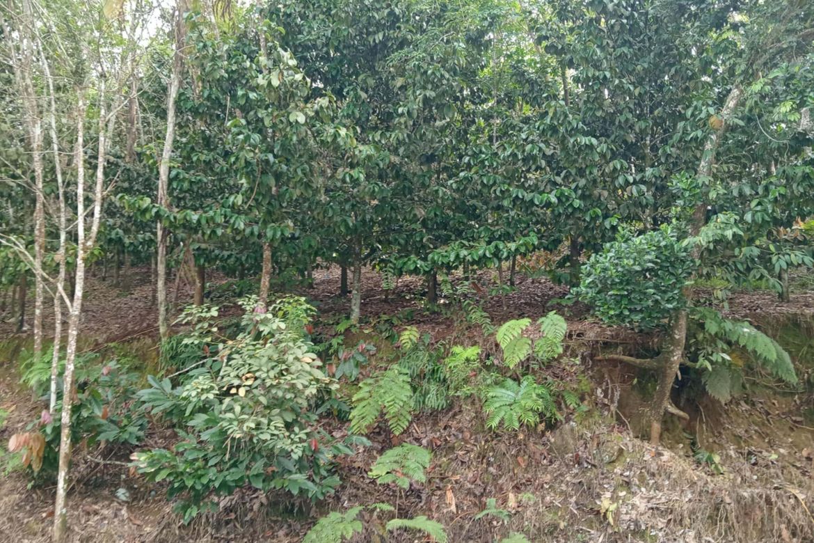 Land for Sale in Eden, Davao City, Davao del Sur – photo 4