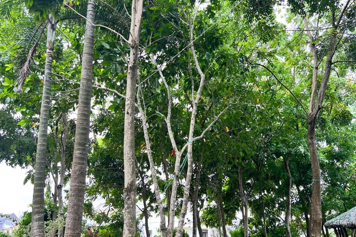 Land for Sale in Estefania, Bacolod, Negros Occidental – photo 4