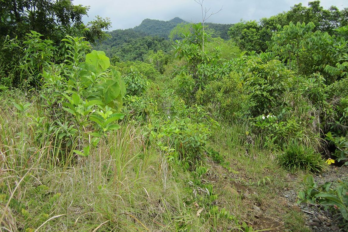Land for Sale in Estrella Village, Narra, Palawan – photo 3