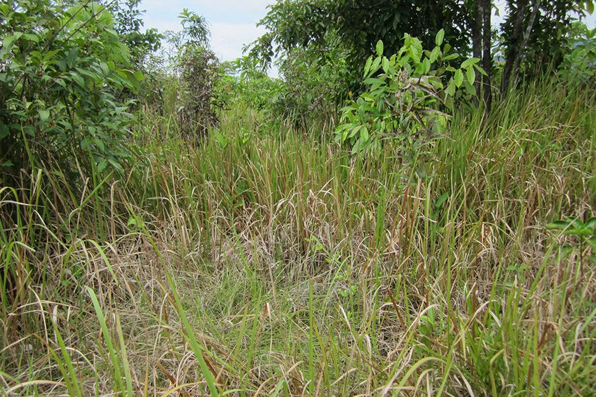Land for Sale in Estrella Village, Narra, Palawan – photo 4