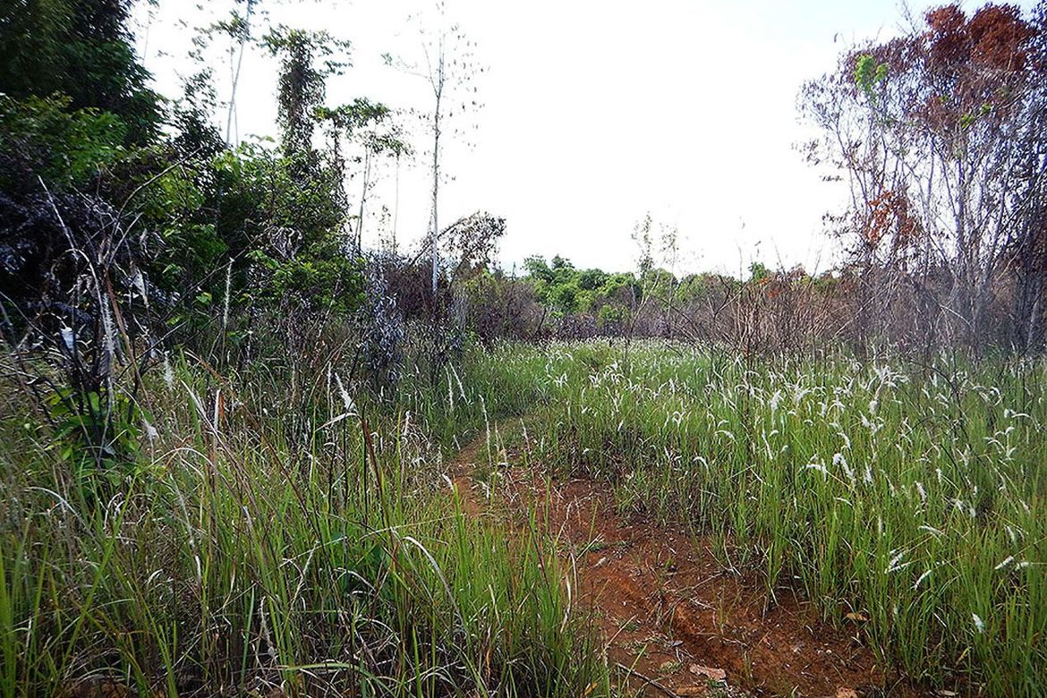Land for Sale in Estrella Village, Narra, Palawan – photo 8