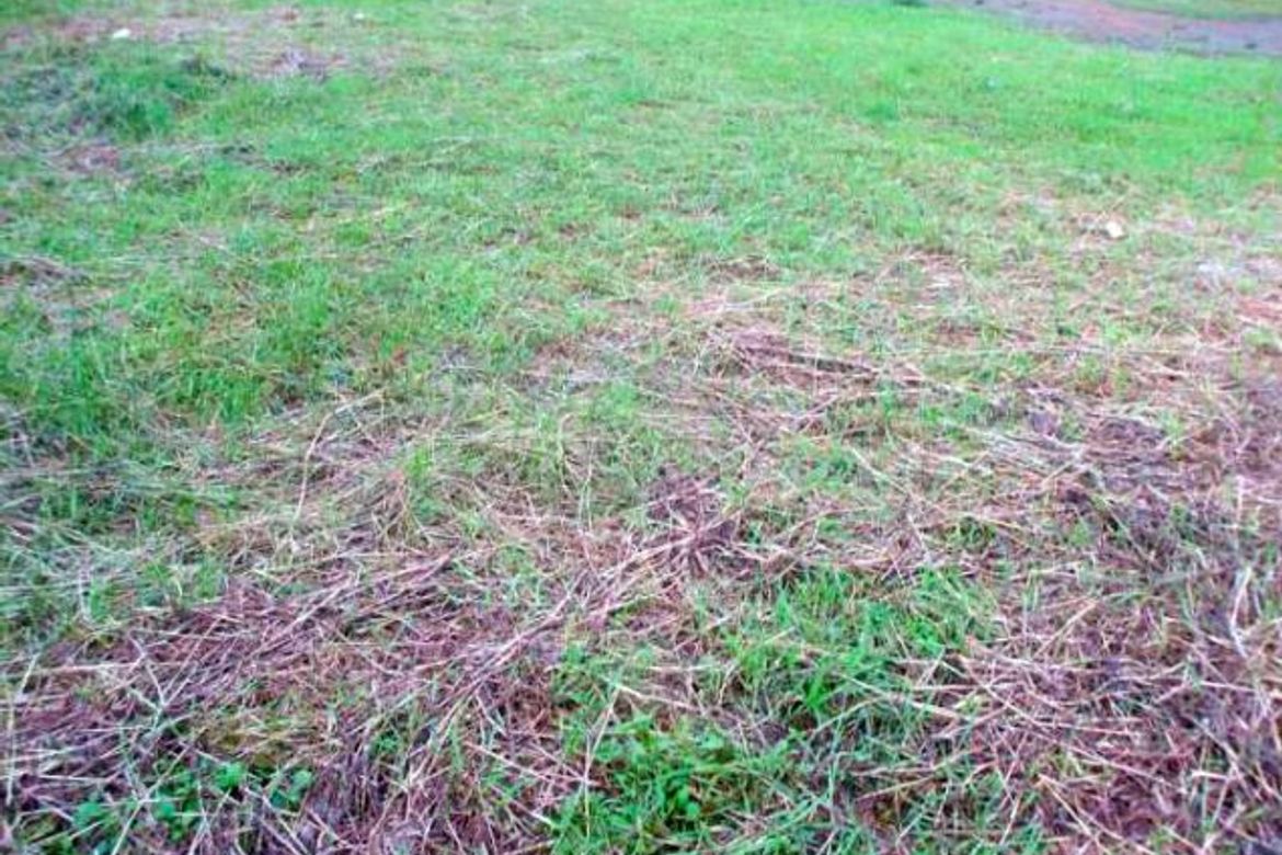 Land for Sale in Forbes Park North, Makati, Metro Manila – photo 3