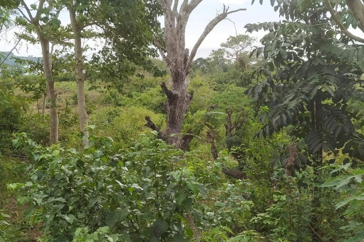Land for Sale in Gabayan, Lazi, Siquijor – photo 3