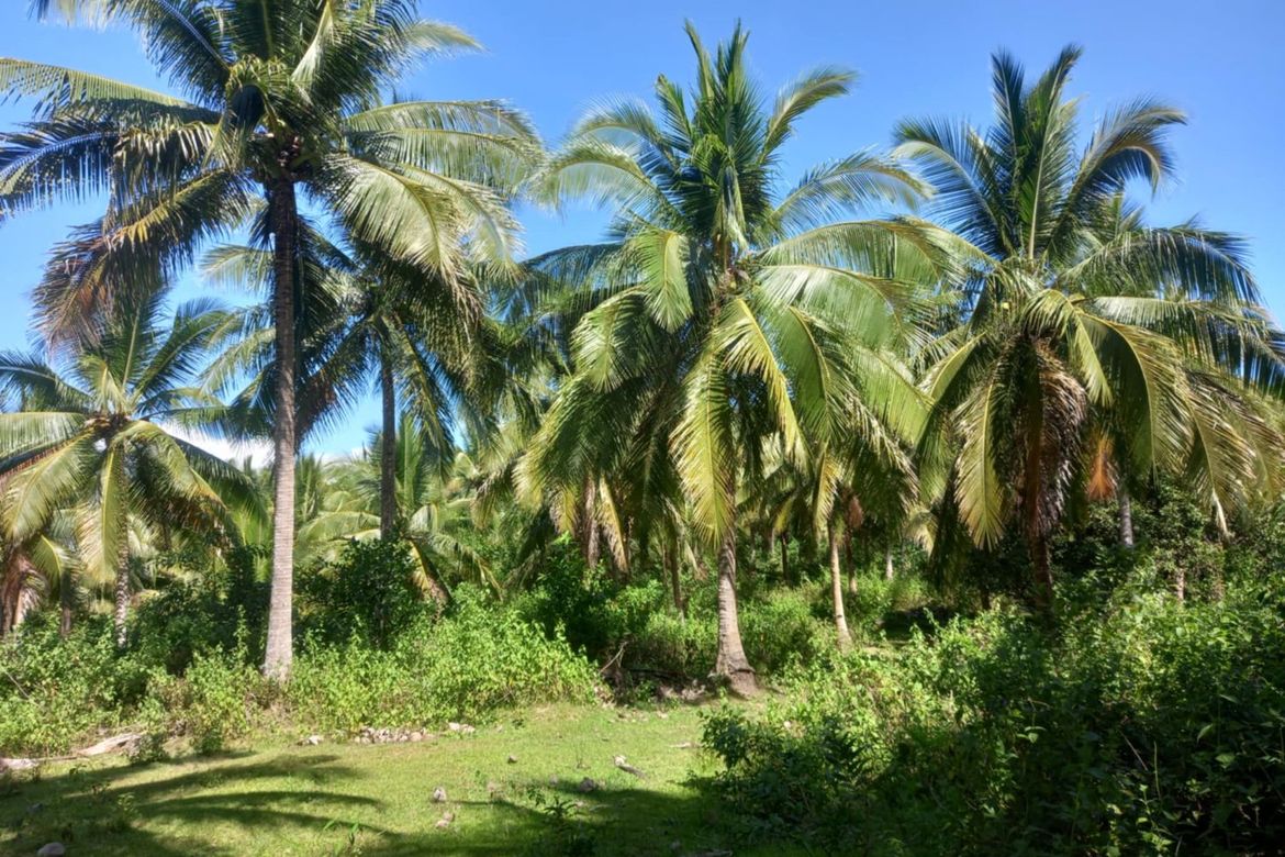 Land for Sale in Godofredo Reyes Sr., Ragay, Camarines Sur – photo 4