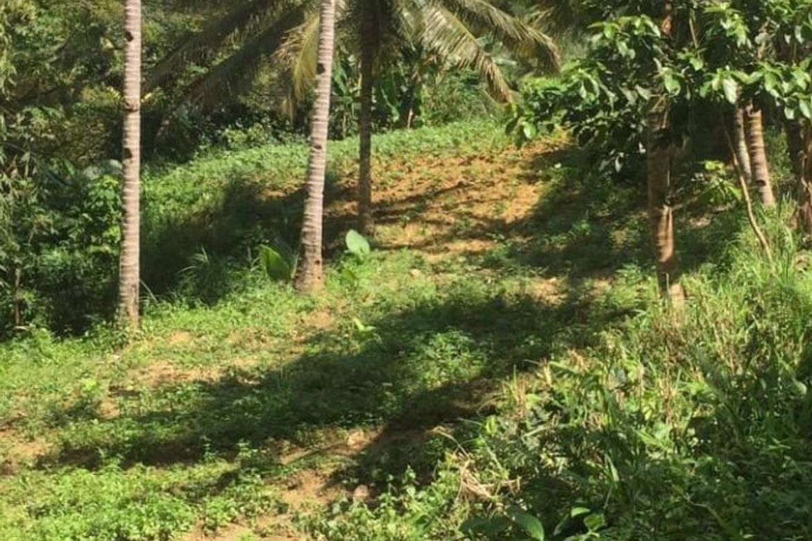 Land for Sale in Guimbangco-An, Sibonga, Cebu – photo 3