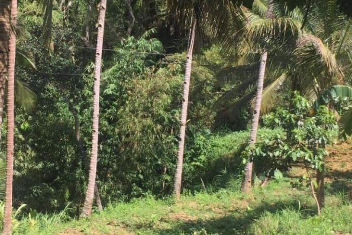 Land for Sale in Guimbangco-An, Sibonga, Cebu – photo 4