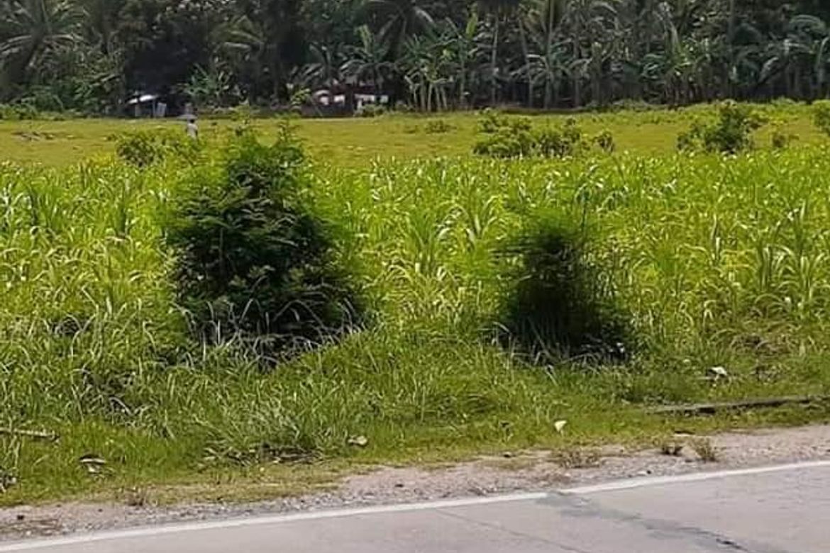 Land for Sale in Guimbangco-An, Sibonga, Cebu – photo 3