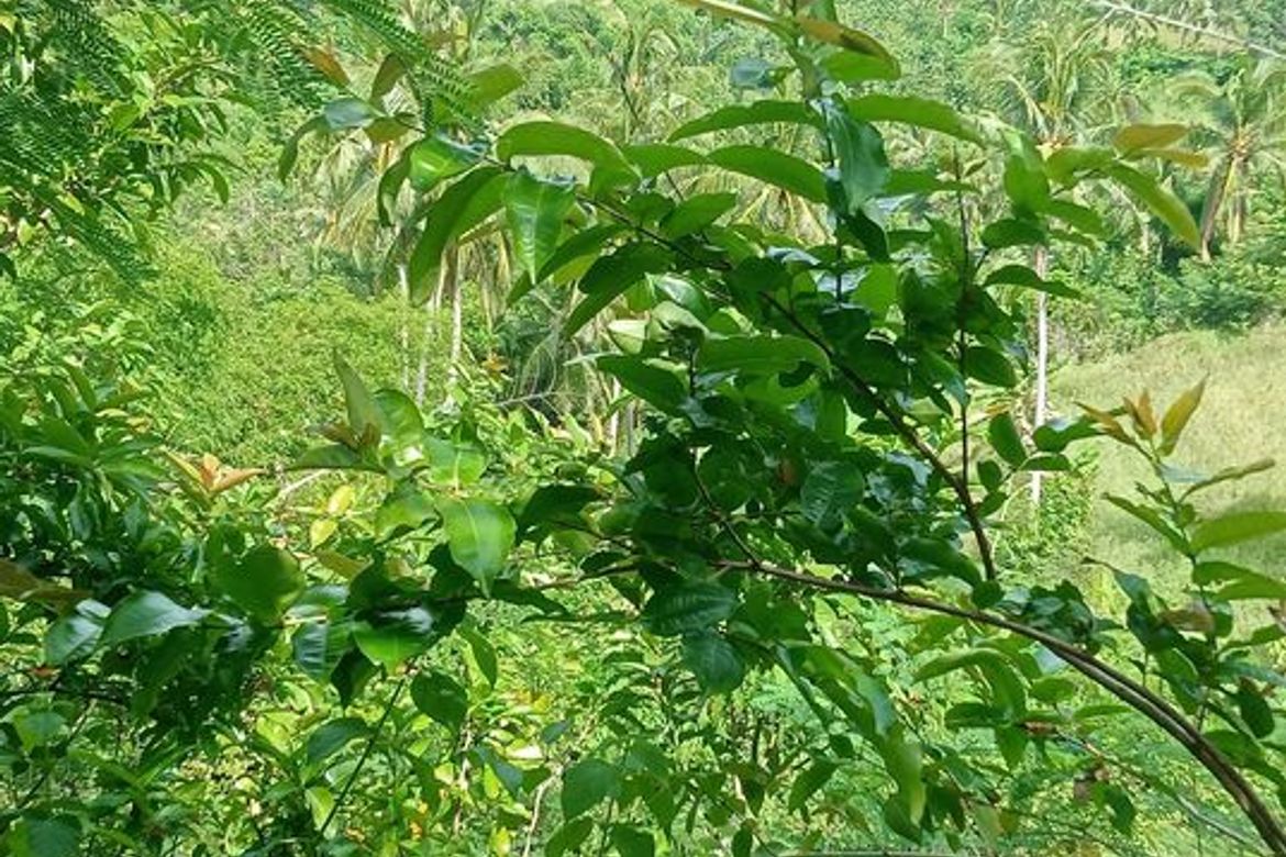 Land for Sale in Guimbangco-An, Sibonga, Cebu