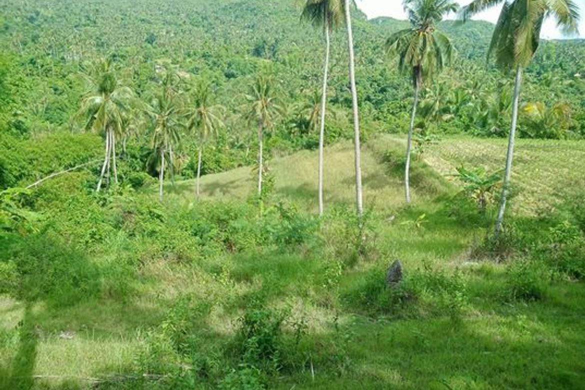Land for Sale in Guimbangco-An, Sibonga, Cebu – photo 6