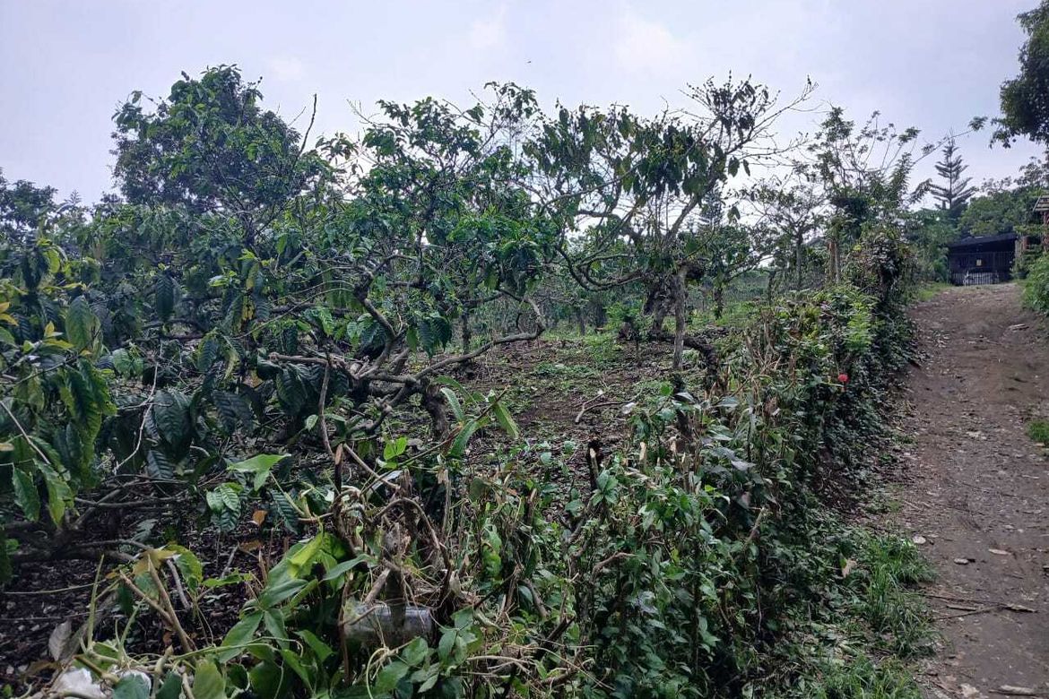 Land for Sale in Guinhawa North, Tagaytay, Cavite – photo 3