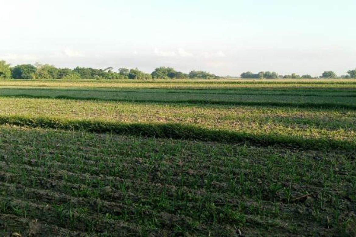 Land for Sale in Guiteb, Ramos, Tarlac – photo 2