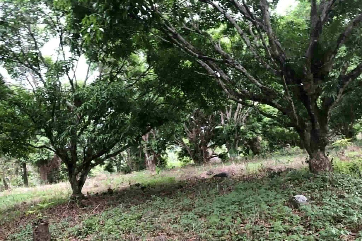 Land for Sale in Gusa, Cagayan de Oro, Misamis Oriental – photo 2