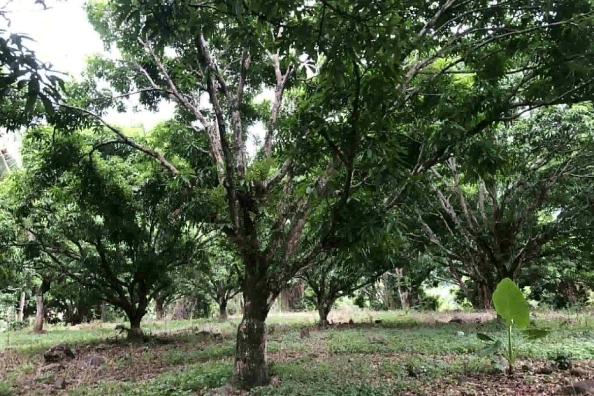 Land for Sale in Gusa, Cagayan de Oro, Misamis Oriental – photo 3
