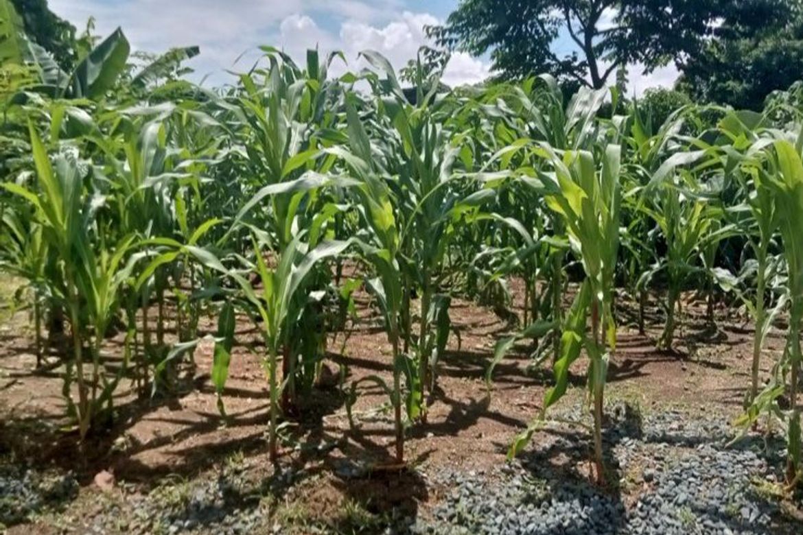Land for Sale in Halang, Amadeo, Cavite