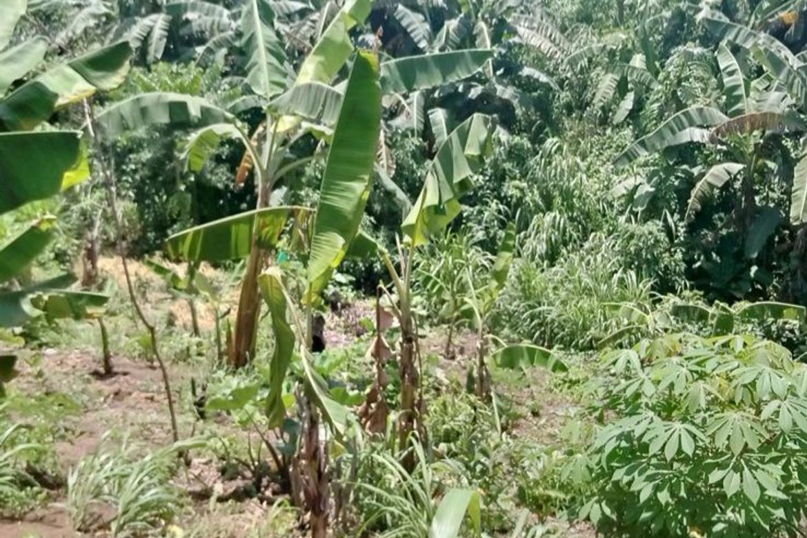 Land for Sale in Halang, Amadeo, Cavite – photo 2