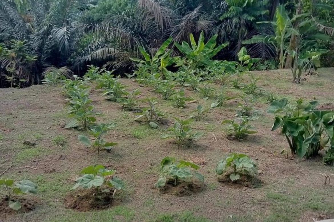 Land for Sale in Halang, Amadeo, Cavite – photo 5