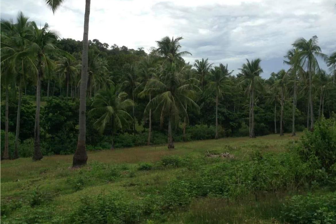 Land for Sale in Hinaguman, Ferrol, Romblon – photo 8