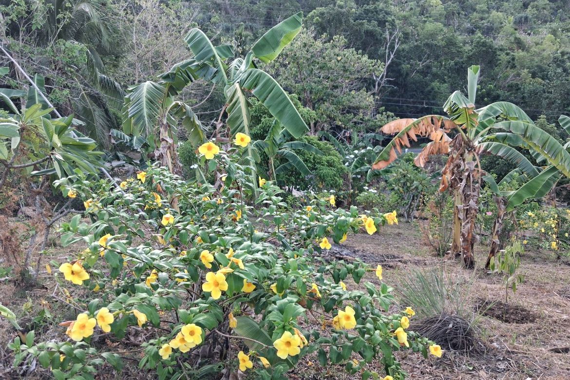 Land for Sale in Ilaya, Hinunangan, Southern Leyte – photo 7