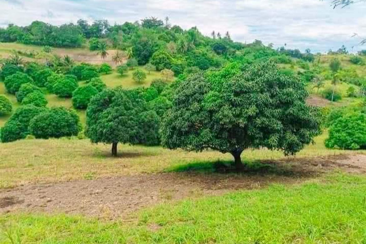 Land for Sale in Ilihan, Tabogon, Cebu