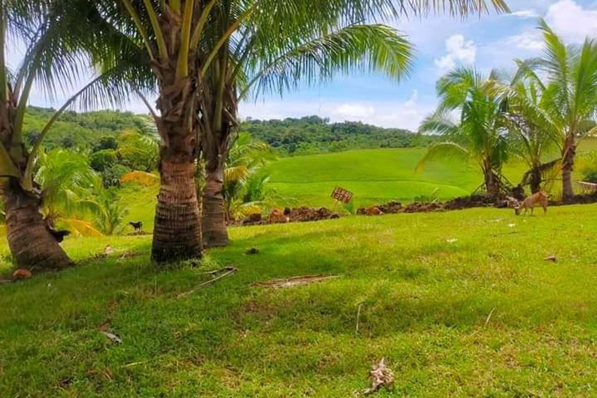 Land for Sale in Ilihan, Tabogon, Cebu – photo 7