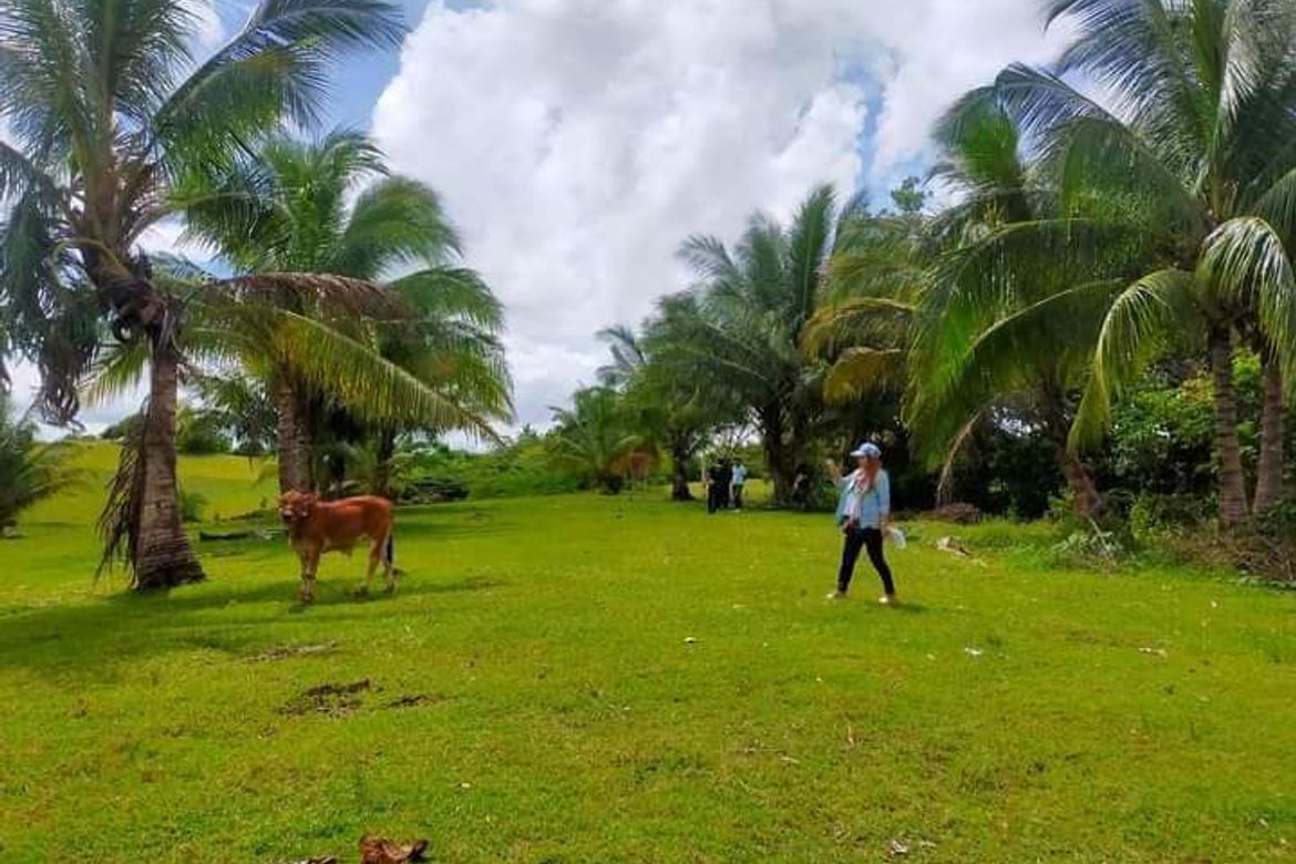 Land for Sale in Ilihan, Tabogon, Cebu – photo 3