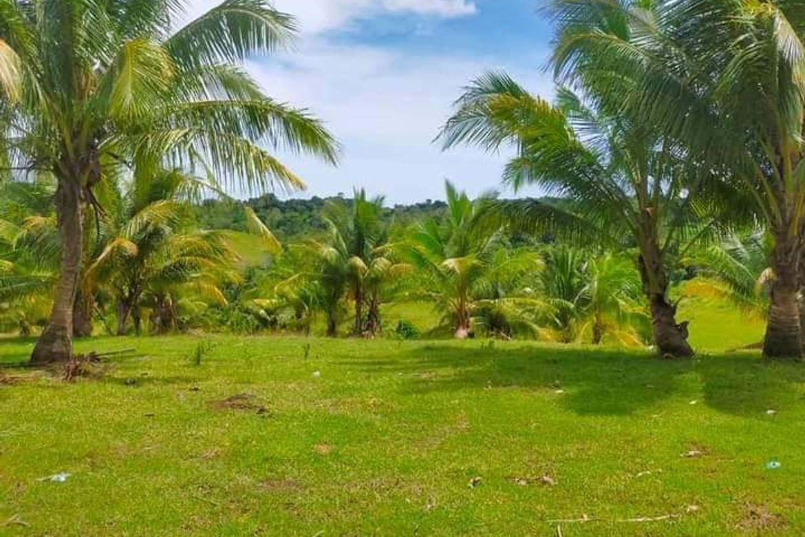 Land for Sale in Ilihan, Tabogon, Cebu – photo 4