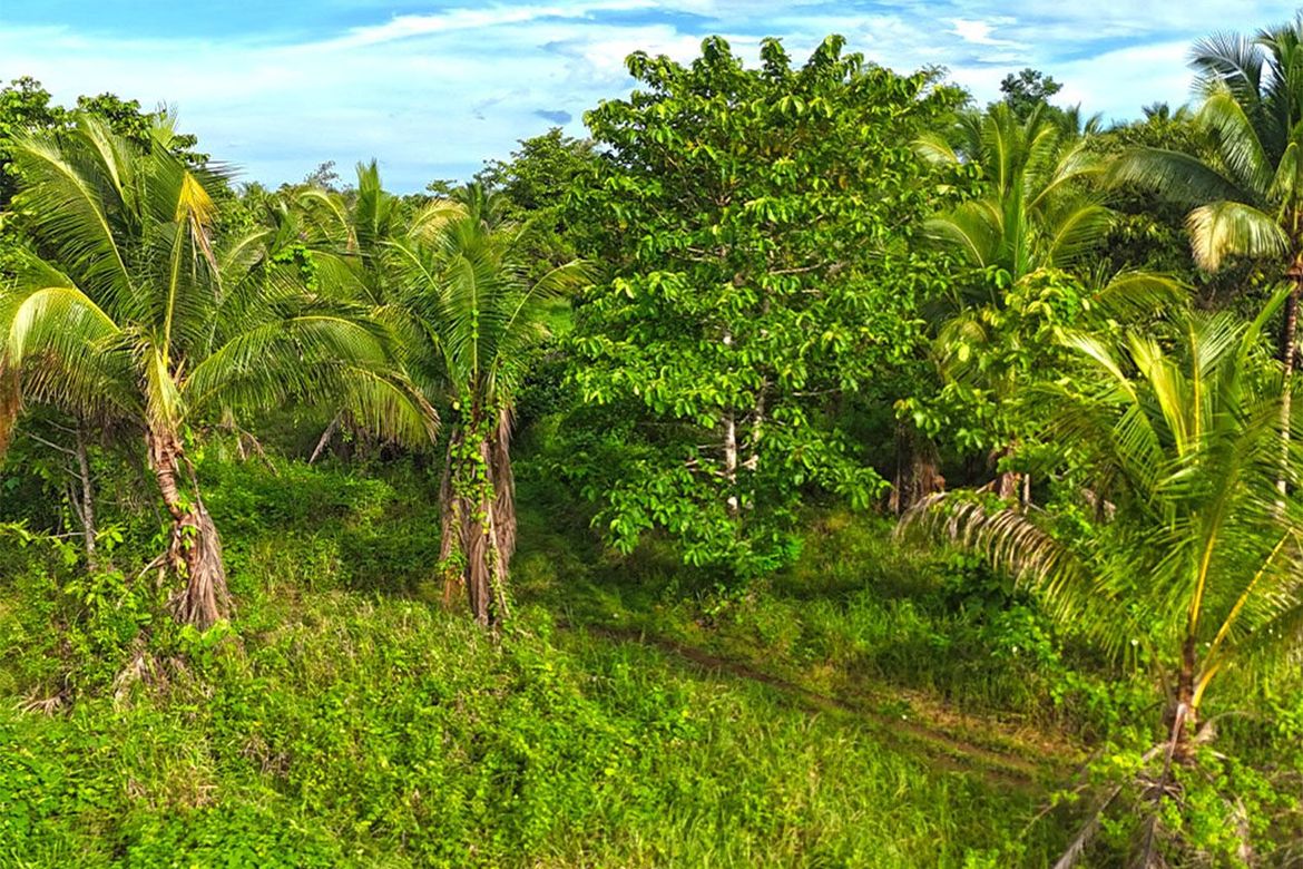 Land for Sale in Inagawan Sub-Colony, Puerto Princesa, Palawan – photo 3