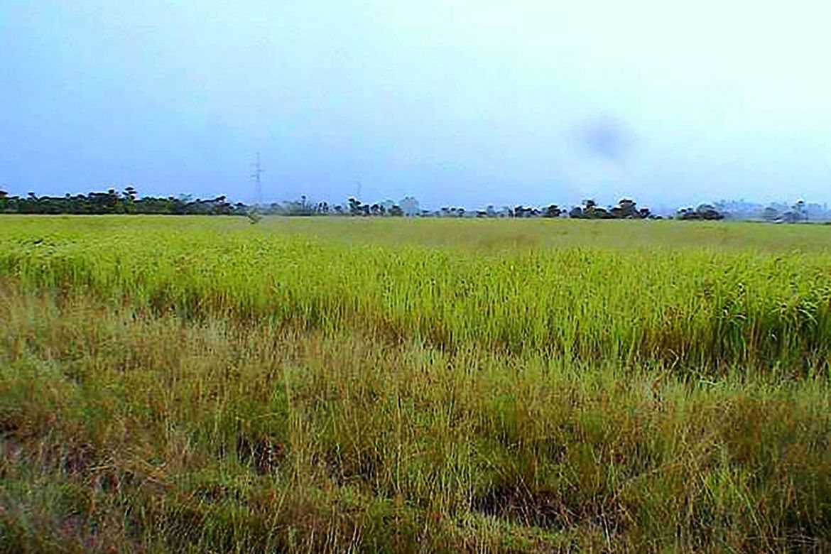 Land for Sale in Inagawan Sub-Colony, Puerto Princesa, Palawan – photo 3