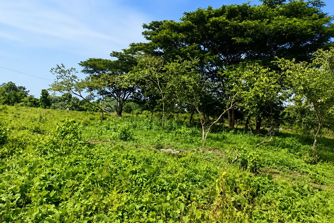 Land for Sale in Indangan, Davao City, Davao del Sur – photo 3