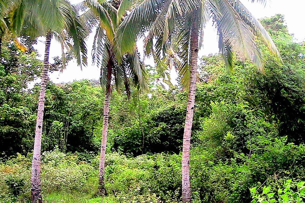 Land for Sale in Iraray, Sofronio Española, Palawan – photo 4
