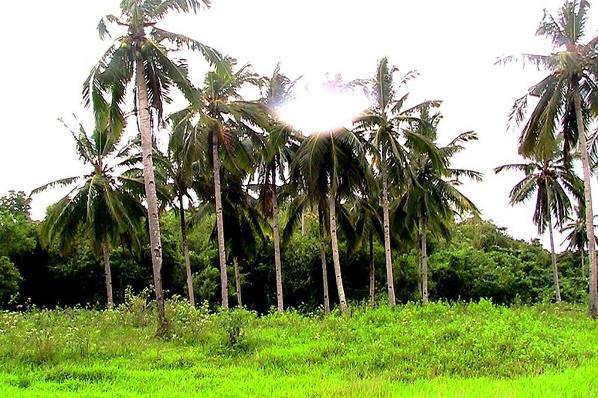Land for Sale in Iraray, Sofronio Española, Palawan – photo 6